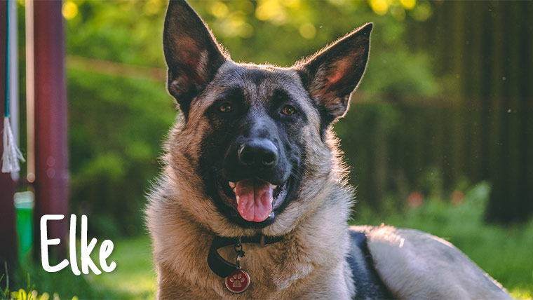 Elke