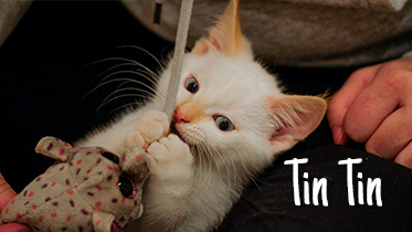 Tin Tin